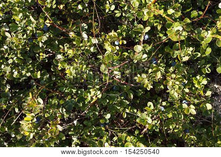 Blueberry bushes in the Arctic. Flora of arctic tundra