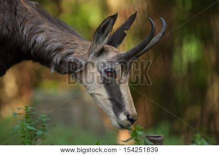 Alpine chamois (Rupicapra rupicapra rupicapra). Wildlife animal. 