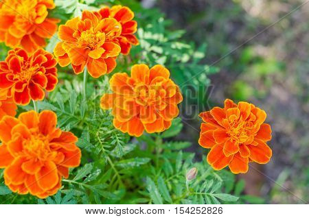 French marigolds flower in the gardenOrange flowers