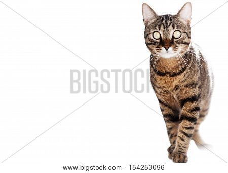 Domestic Cat looking down - Isolated on white