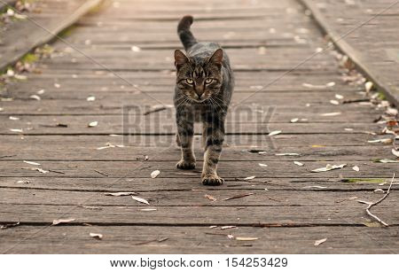 Cat walking outside on the wooden floor