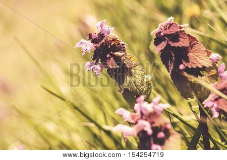 Wild flowers in the forest (vintage overlay)