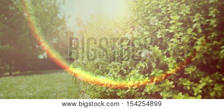 Backyard garden detail with lens flare in foreground