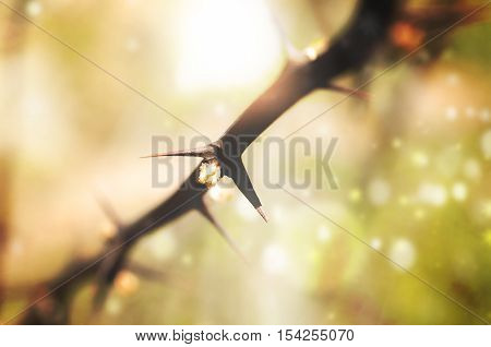 Thorns in the forest close up shot