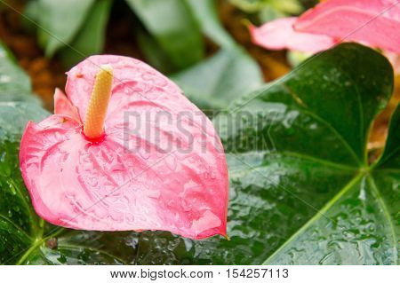 Flamingo Flower or Anthurium flower or Taiflower with Sunshine in the morning