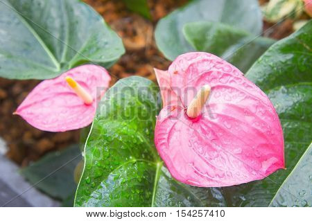Flamingo Flower or Anthurium flower or Taiflower with Sunshine in the morning