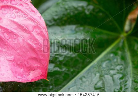 Flamingo Flower or Anthurium flower or Taiflower with Sunshine in the morning