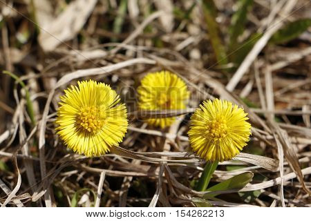 Flower foalfoot in a nice spring day