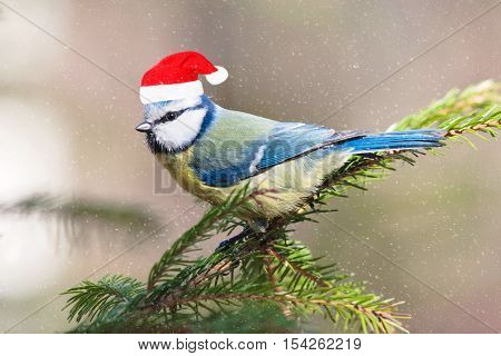 cute bird blue tit is sitting in the Park on a branch of spruce in funny Christmas red cap during a snowfall