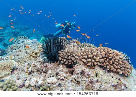 School Of Fish Near Coral Reef, Maldives