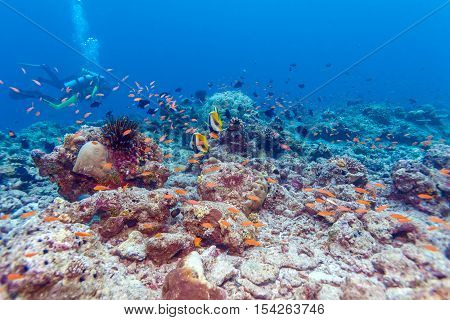 Pair Of Banner Fishes Near Coral, Maldives