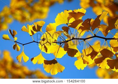 Bright yellow ginkgo twig against blue sky.