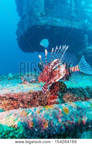 Dangerous Lion Fish Near Shipwreck