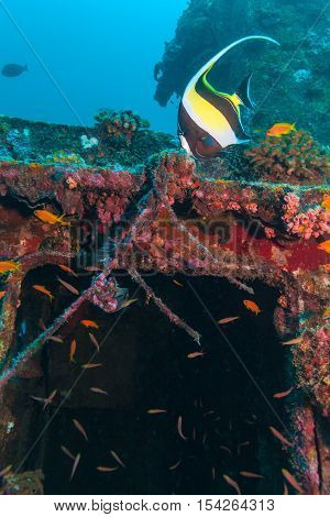 Yellow Fish Near Shipwreck