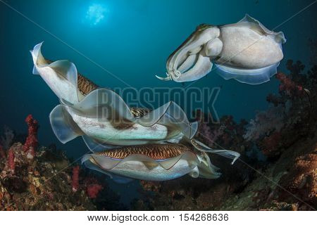 Mating Cuttlefish sex fish