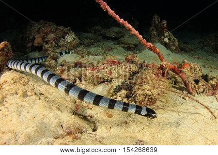 Banded Sea Snake (Krait)