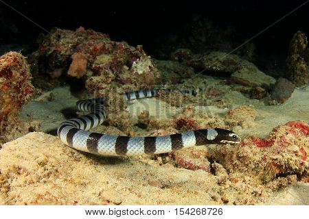 Banded Sea Snake (Krait)