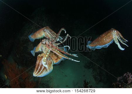 Mating Cuttlefish sex fish