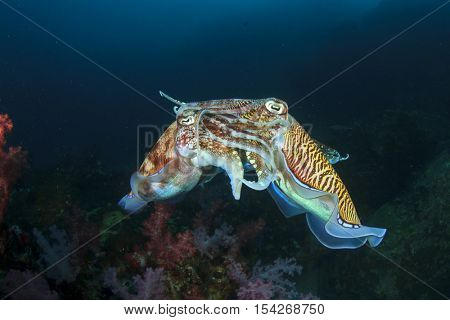 Mating Cuttlefish sex fish