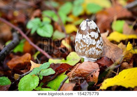 Autumn Mushroom (coprinopsis Picacea) In The Forest
