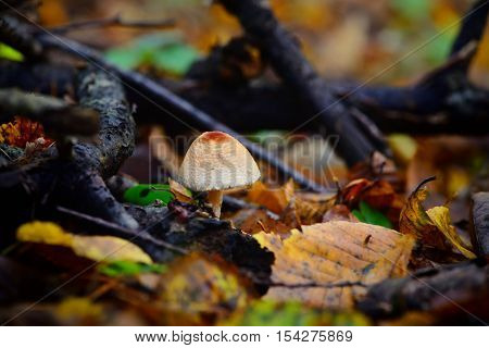 A Poisonous Mushroom Between Colorful Leaves In Autumn Forest