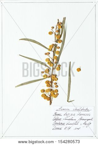 Herbarium sheet of Acacia dealbata. Vintage botanical background
