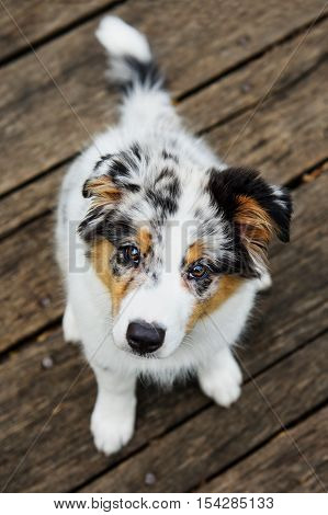 Cute Australian shepperd little blue merle puppy look