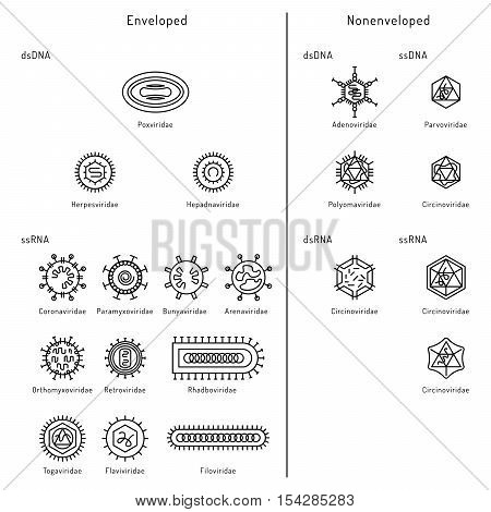 Vector illustration of cells of microorganisms, viruses, DNA and RNA. Cells of different pathogens and viruses drawn in a linear style, are icons of the cells.