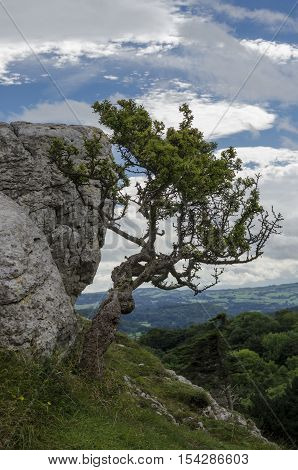 Bush desperately clinging to the rocky mountainside.