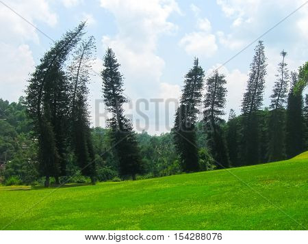 Royal Botanical garden Peradeniya at Sri Lanka