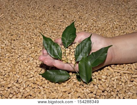 Wood pellets and green leaves in the женские hand . Biofuels, bio fuels, ECO-friendly fuel.Cat litter.