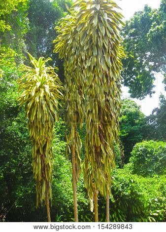 Royal Botanical garden Peradeniya at Sri Lanka