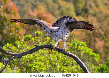 Male Bonelli's Eagle Spreading Wings