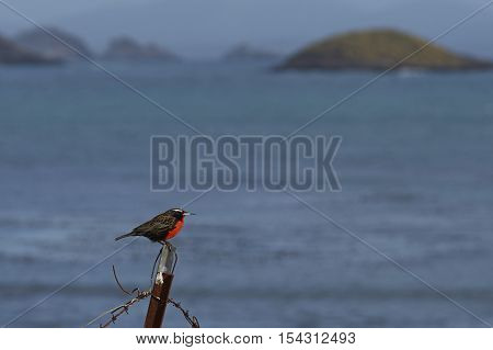 Long-tailed Meadowlark (Sturnella loyca falklandica) on the coast of Carcass Island in the Falkland Islands.