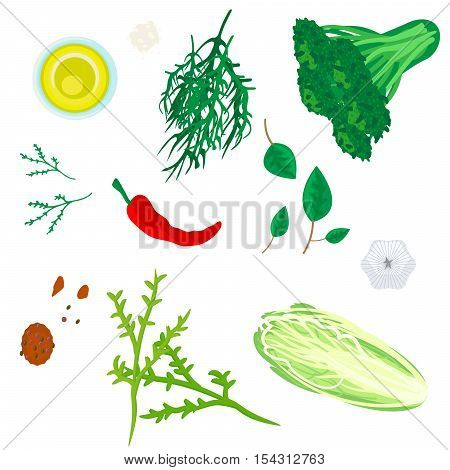 Greenery herbs and spices seasoning vector illustration. Cabbage, salad, dill, chilli and olive oil.