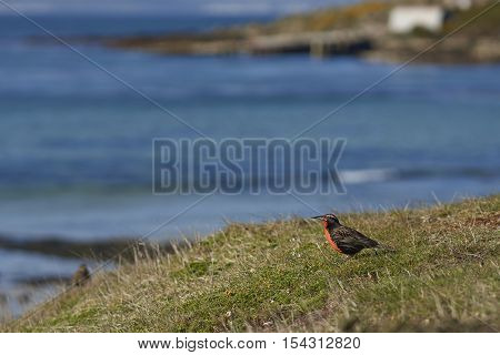 Long-tailed Meadowlark (Sturnella loyca falklandica) on the coast of Carcass Island in the Falkland Islands.