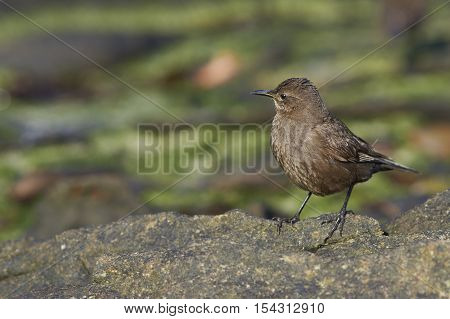 Tussacbird (Cinclodes antarcticus antarcticus) standing on a rock on Carcass Island in the Falkland Islands.