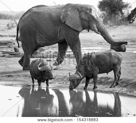 Large elephant with his trunk raised walks very close to two buffalo