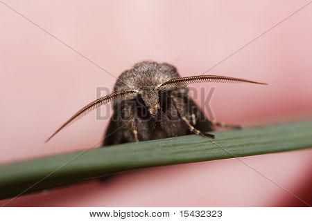Carattere ebraico Moth