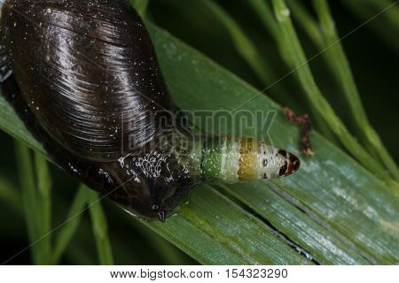 Parasites Leucochloridium paradoxum make snails voluntarily become prey to birds
