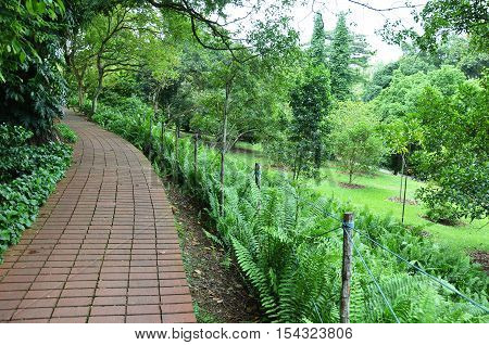 Red Brick Path In Singapore Botanic Garden