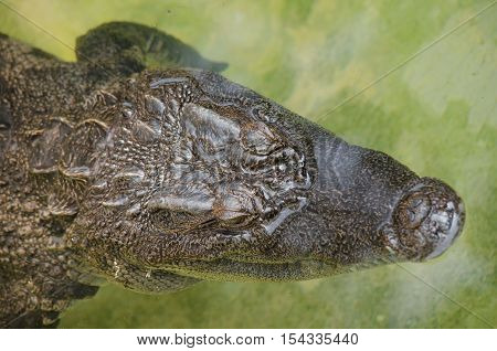 crocodiles are large aquatic reptiles that live throughout the tropics .order Crocodilia which includes Tomistoma the alligators and caimans the gharials and all other living and fossil Crocodylomorpha.