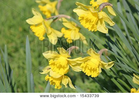 Daffodills