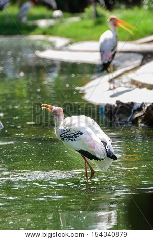 Lesser Adjutant Stork In Its Habitat