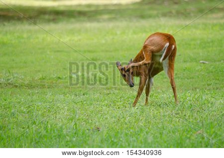 The red Muntjac is a species of China Laos Myanmar Thailand and Vietnam.