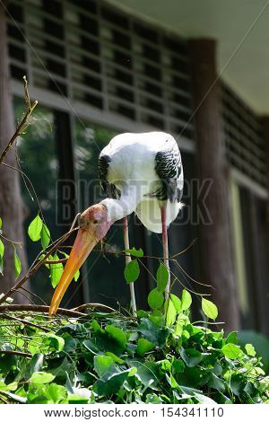 Lesser Adjutant Stork In Its Habitat