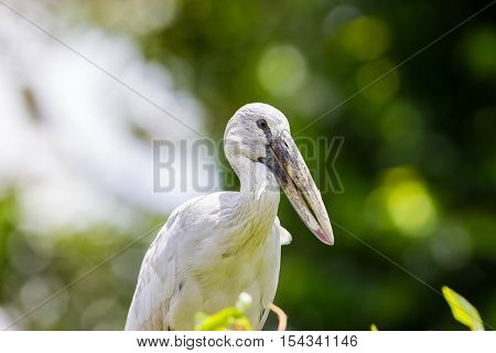 The Asian openbill or Asian openbill stork is a large wading bird in the stork family. This distinctive stork is found mainly in the Indian subcontinent. It is greyish or white with glossy black wings