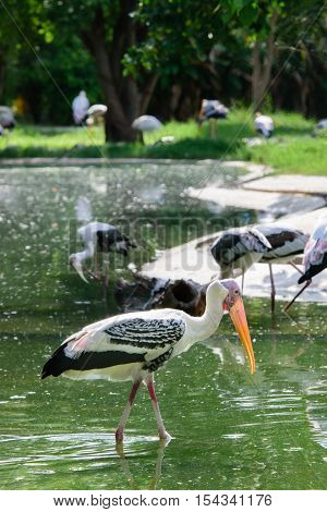 Lesser Adjutant Stork In Its Habitat