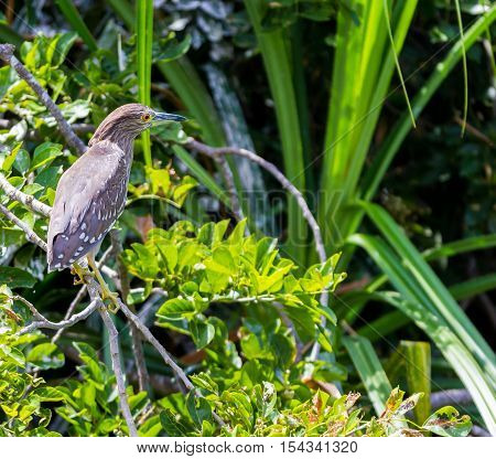 The night herons are medium-sized herons.Refers to the largely nocturnal feeding habits of this group of birds, and the croaking crow-like call of the best known species, the black-crowned night heron