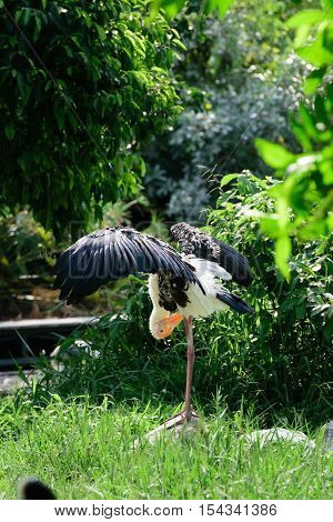 Lesser Adjutant Stork In Its Habitat